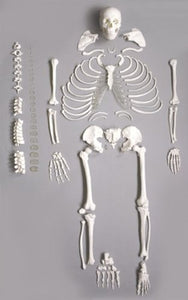 Life Size 160cm Skeleton (with Skeleton Recording Sheets)